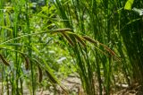 Carex acuta. Верхушка доцветающего растения. Свердловская обл., Красноуфимский округ, Усть-Машский сельский совет, окр. дер. Русский Усть-Маш, прибрежный галечниик. 13 июня 2021 г.