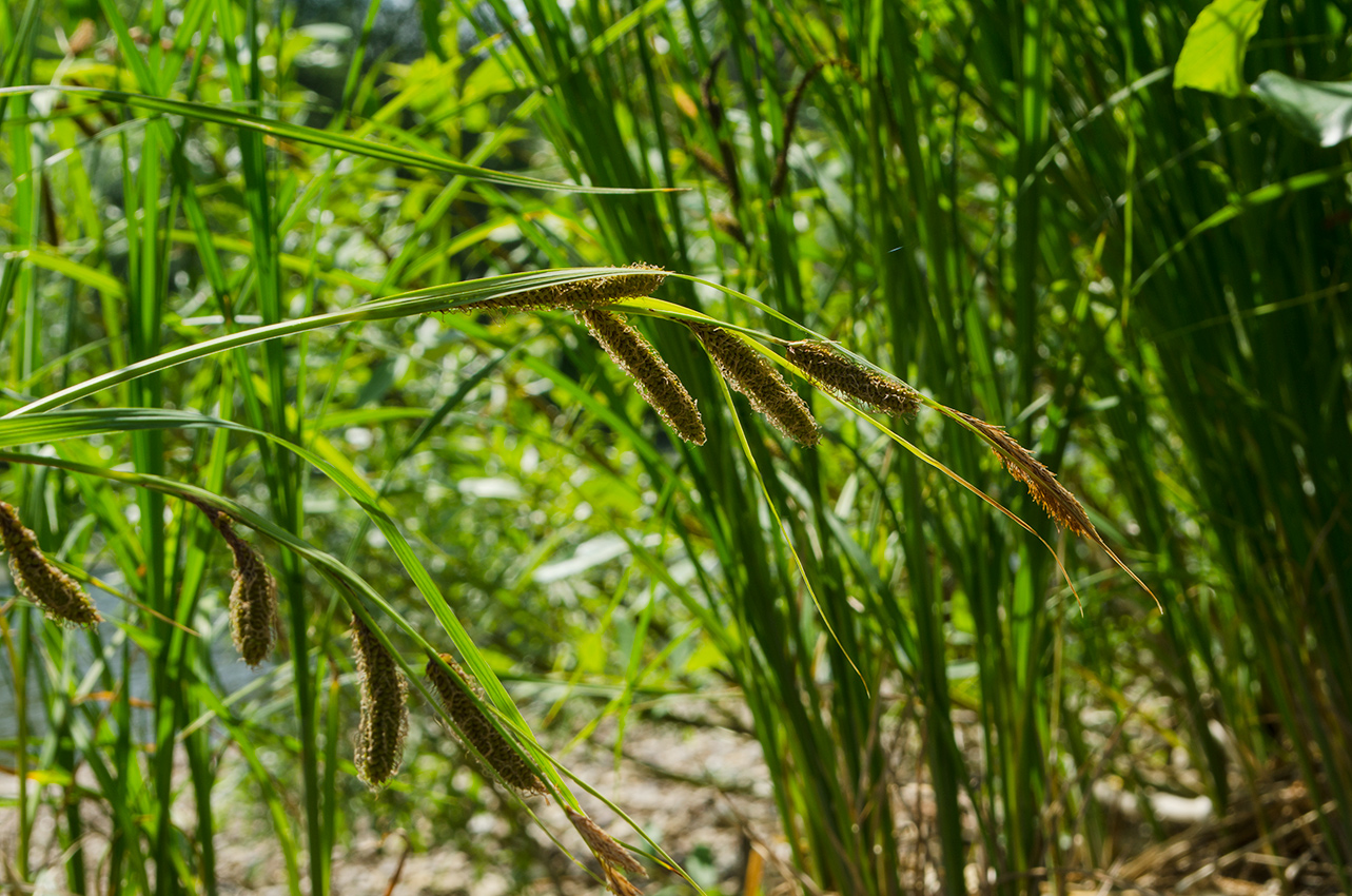 Изображение особи Carex acuta.