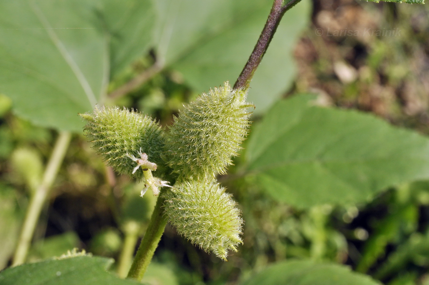 Image of Xanthium orientale specimen.