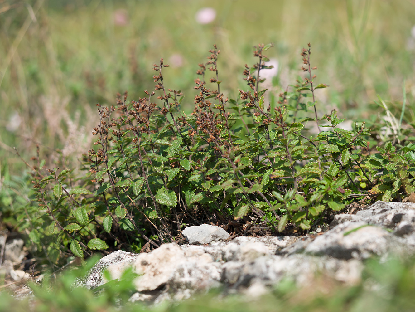 Изображение особи Teucrium chamaedrys.