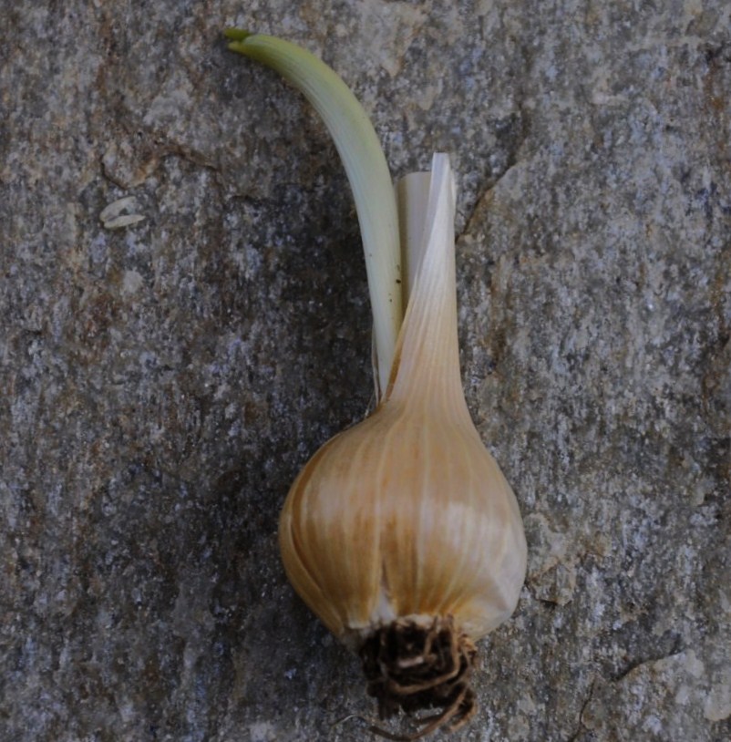 Image of Allium guttatum ssp. sardoum specimen.