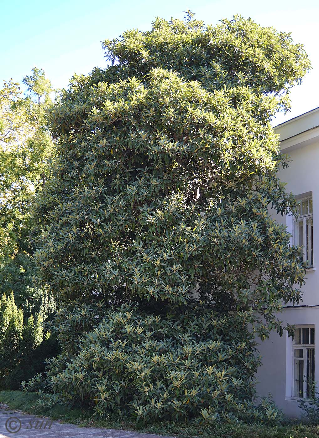 Image of Eriobotrya japonica specimen.