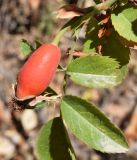 Rosa canina