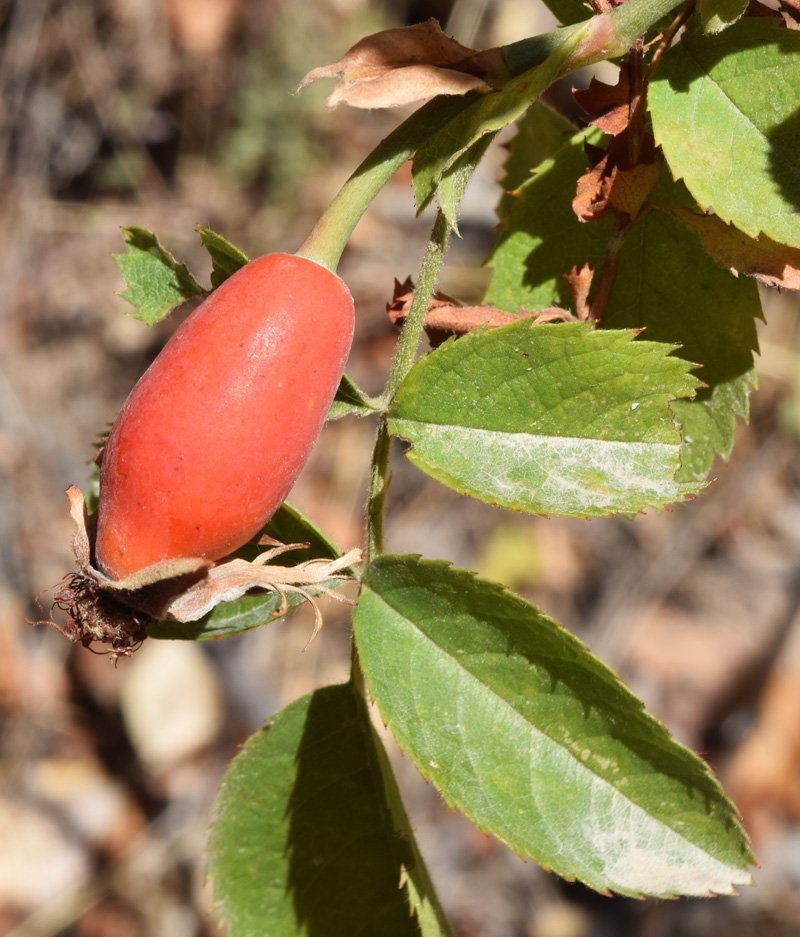 Image of Rosa canina specimen.