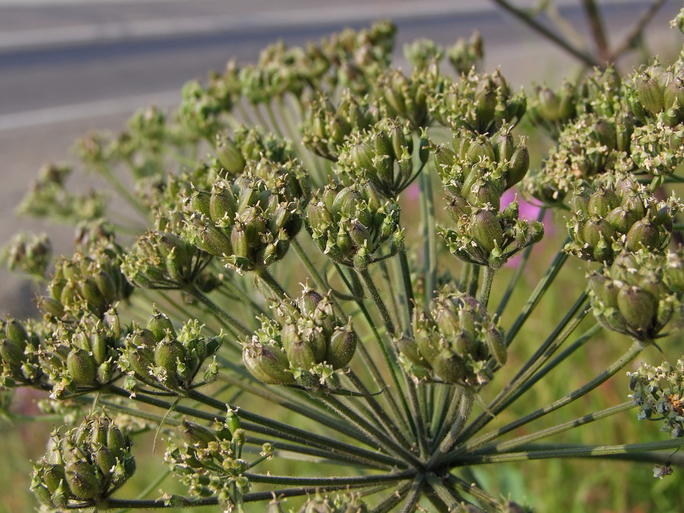 Изображение особи Heracleum dissectum.