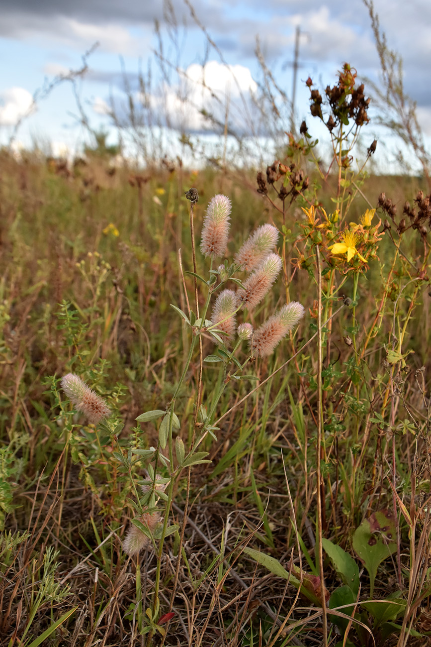 Image of Trifolium arvense specimen.