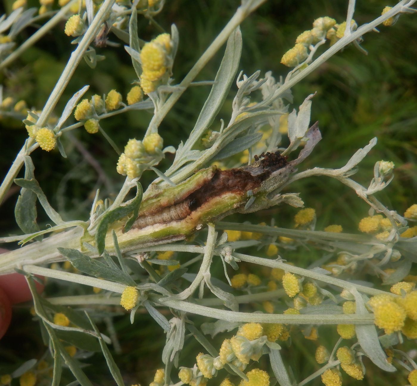 Image of Artemisia absinthium specimen.