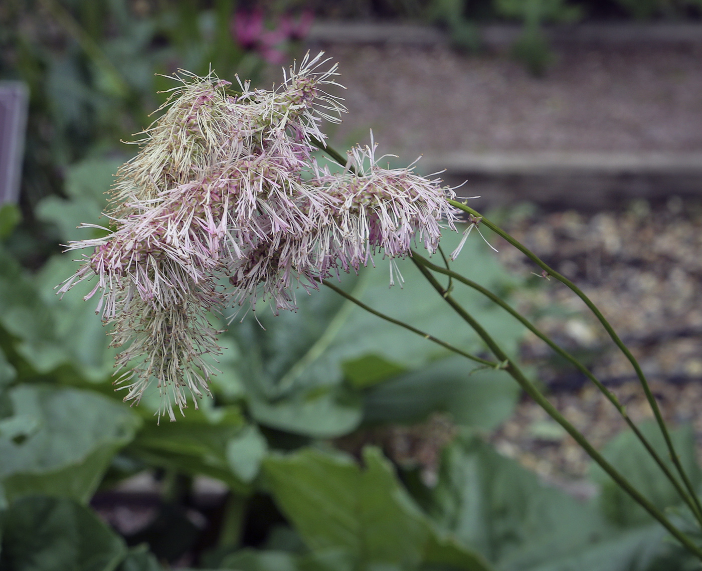 Изображение особи Sanguisorba alpina.