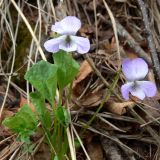 Viola mirabilis. Цветущее растение. Свердловская обл., окр. г. Североуральск, район Коноваловки, склон известняковой скалы. 13.05.2010.