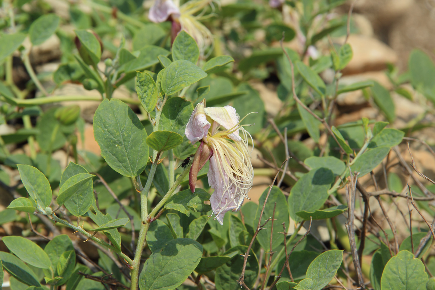 Image of Capparis herbacea specimen.
