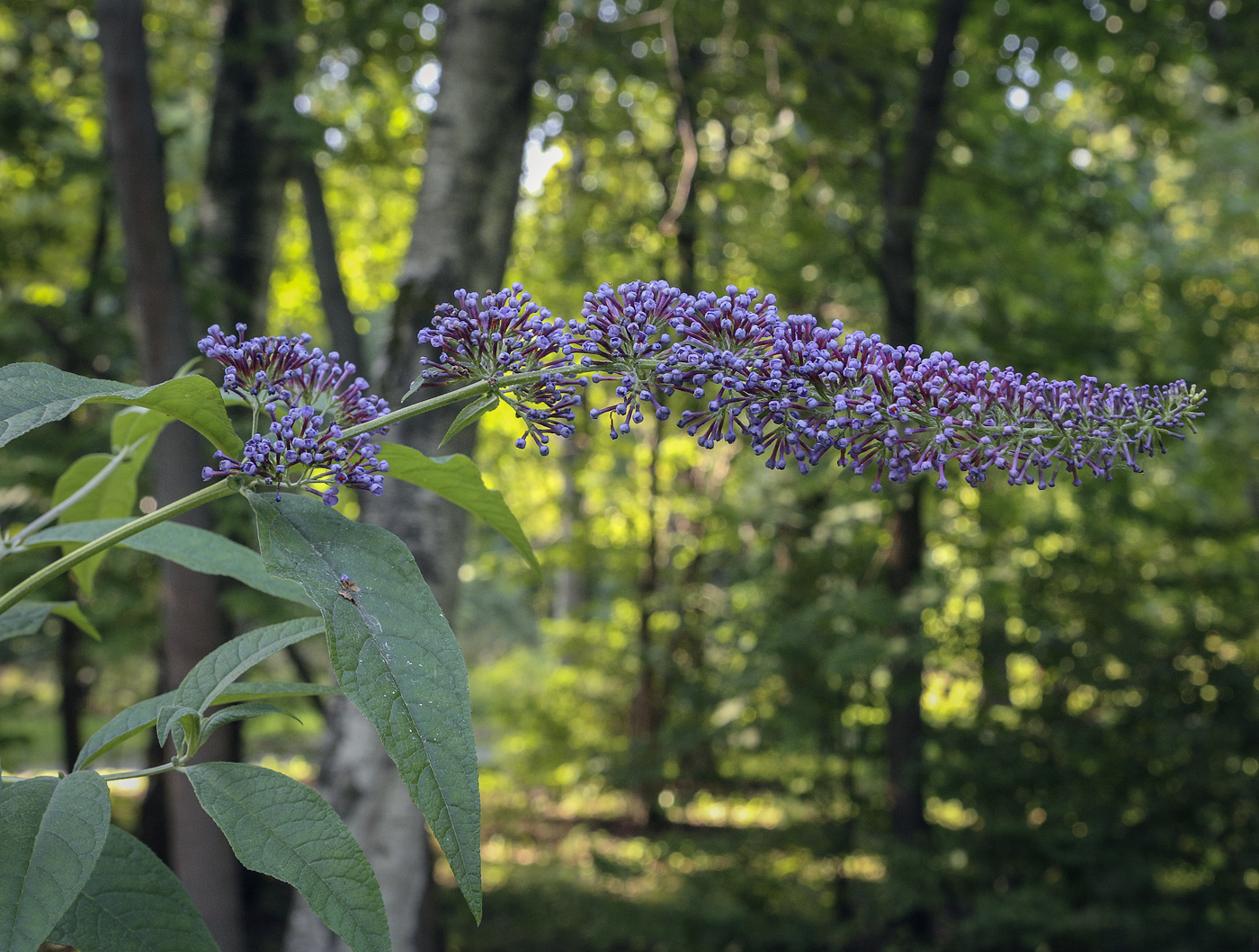 Image of Buddleja davidii specimen.