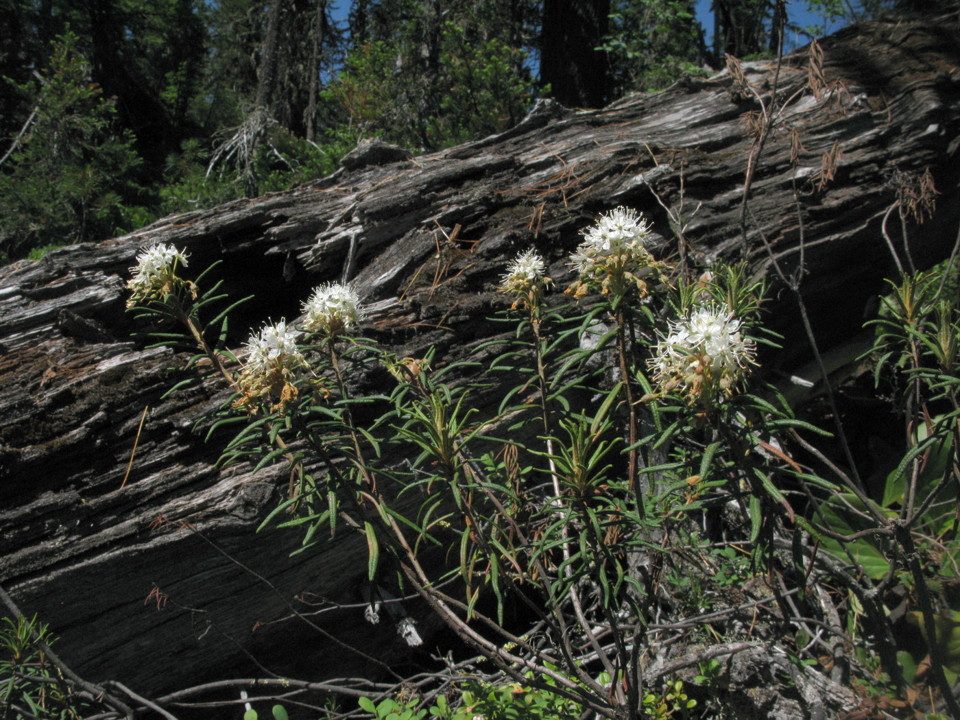 Image of Ledum palustre specimen.