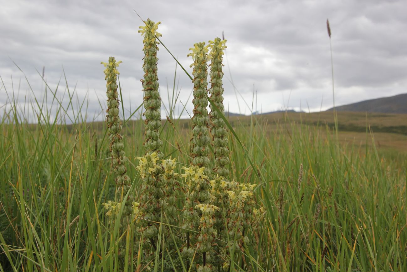 Image of genus Pedicularis specimen.