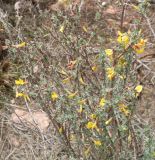 Caragana grandiflora