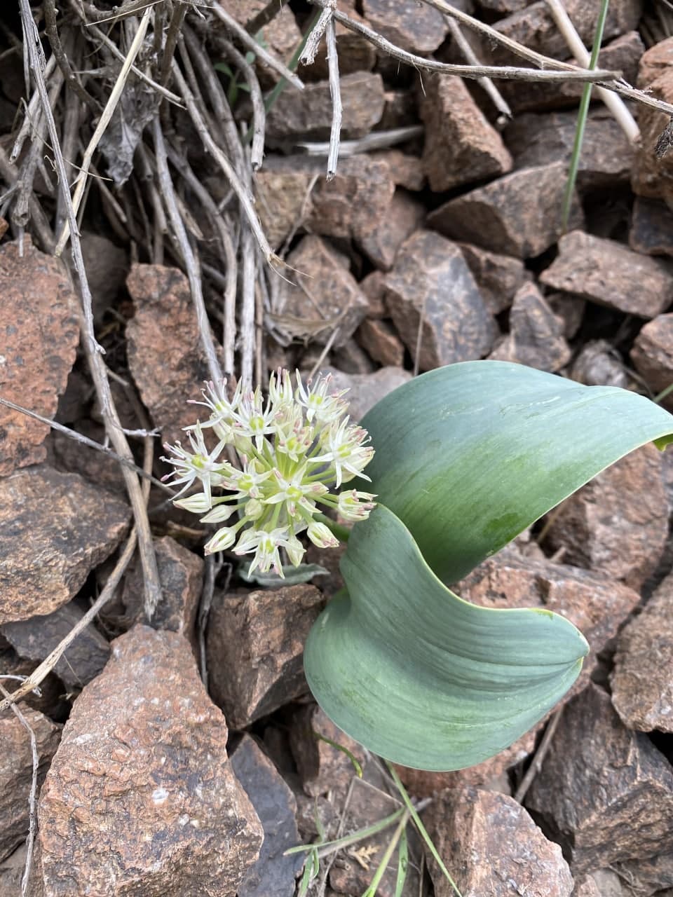 Image of Allium karataviense specimen.