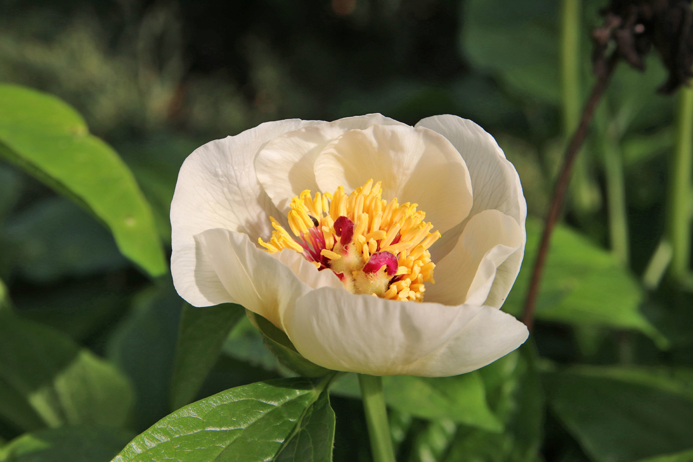 Изображение особи Paeonia wittmanniana.