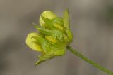 Ranunculus arvensis