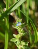 Veronica arvensis