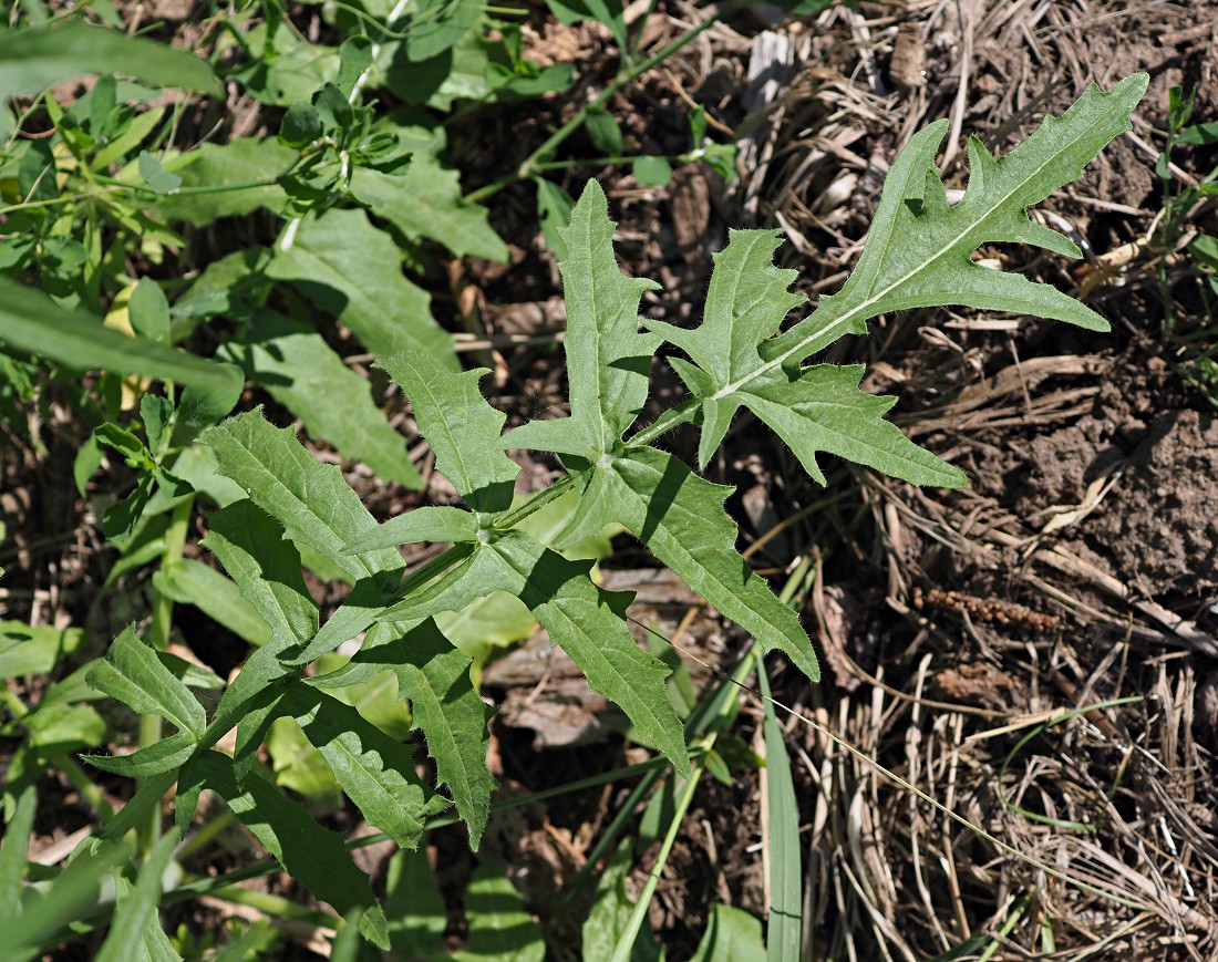 Image of Sisymbrium altissimum specimen.