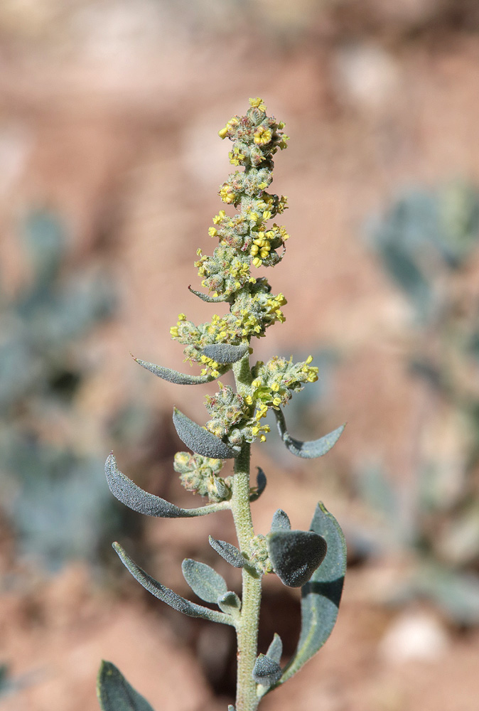 Изображение особи Chenopodium frutescens.