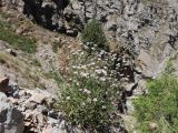 Rhinactinidia limoniifolia