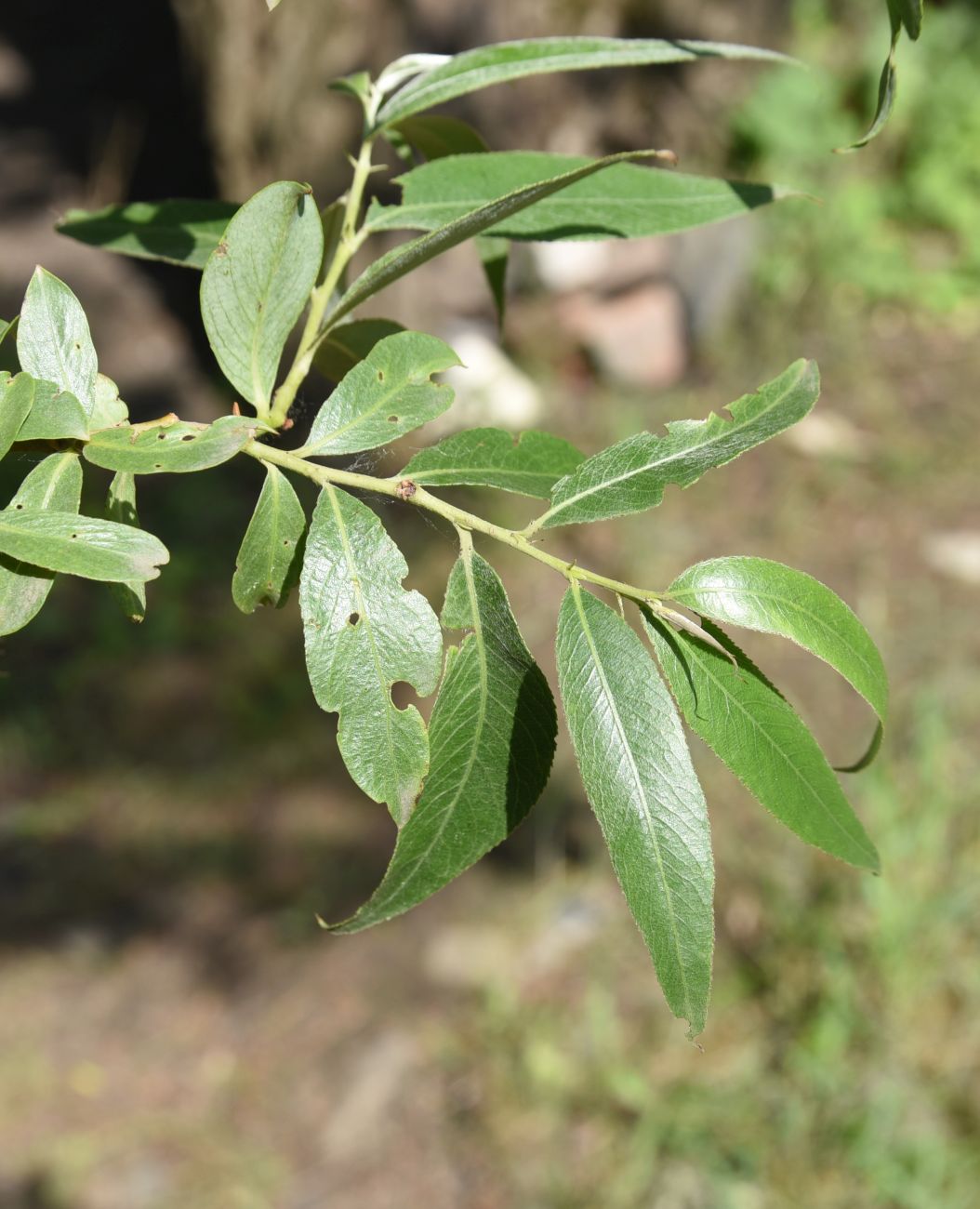 Image of Salix alba specimen.