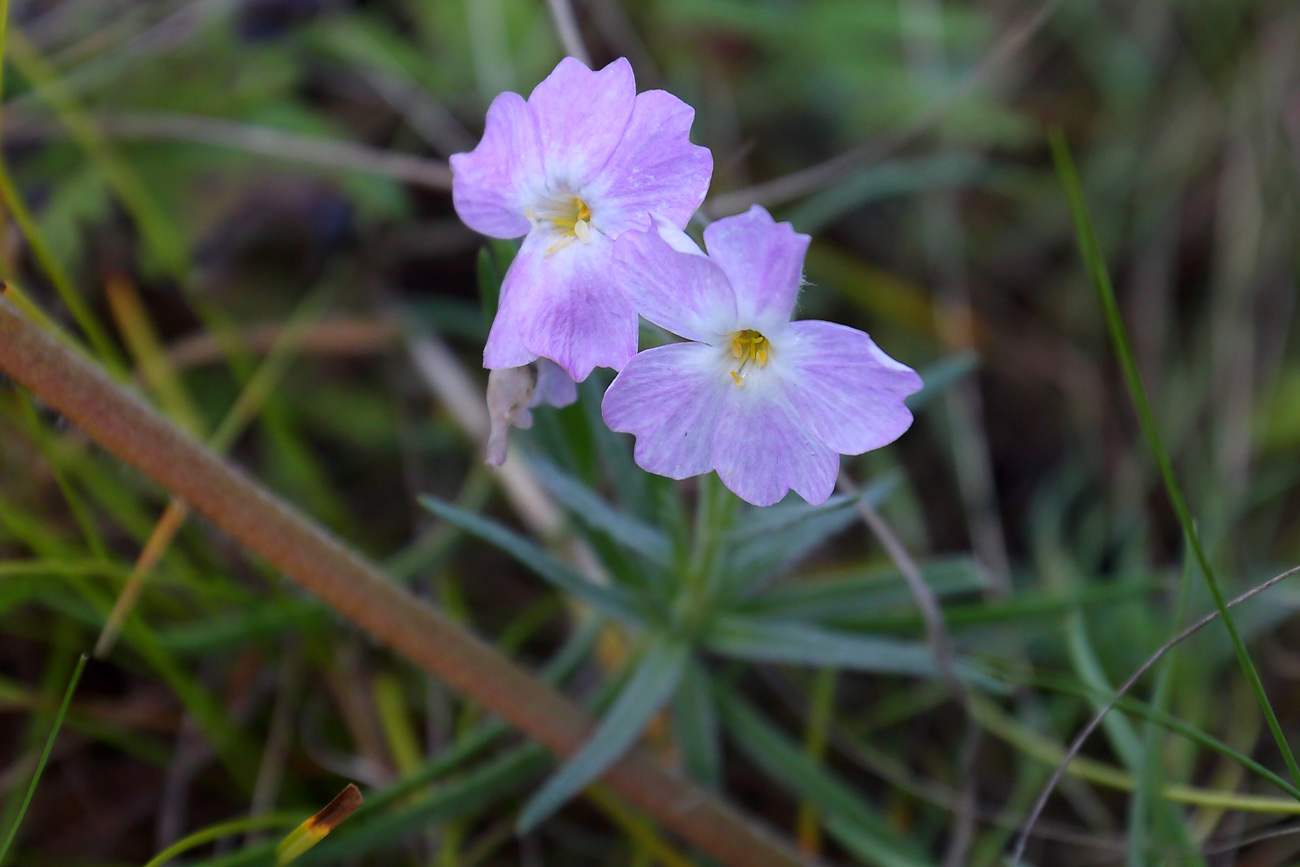 Image of Phlox sibirica specimen.