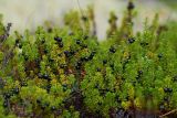 Empetrum subholarcticum