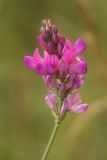 Onobrychis biebersteinii