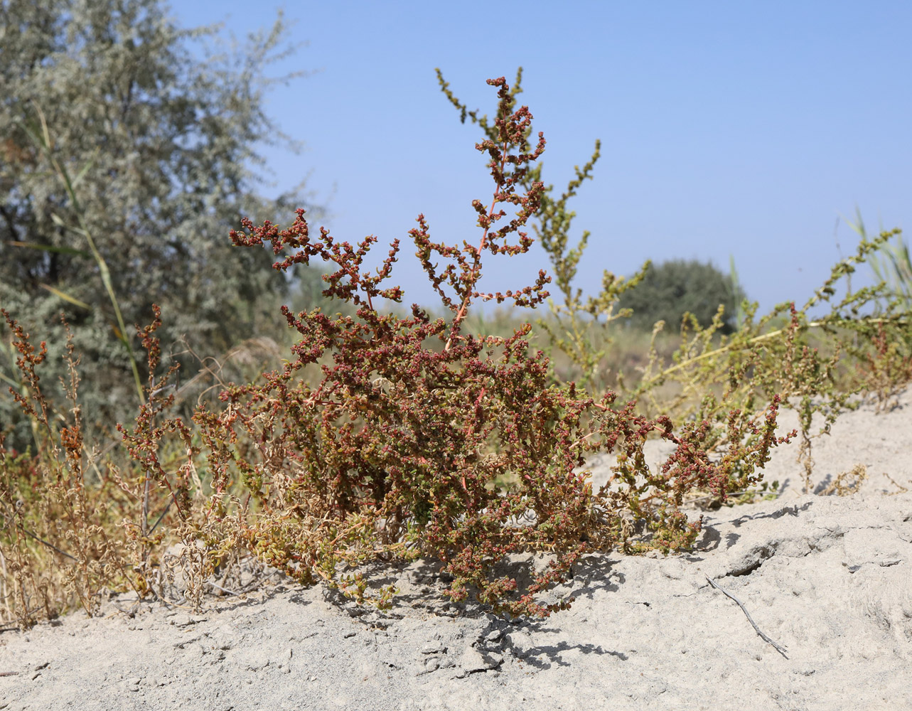 Image of Suaeda arcuata specimen.