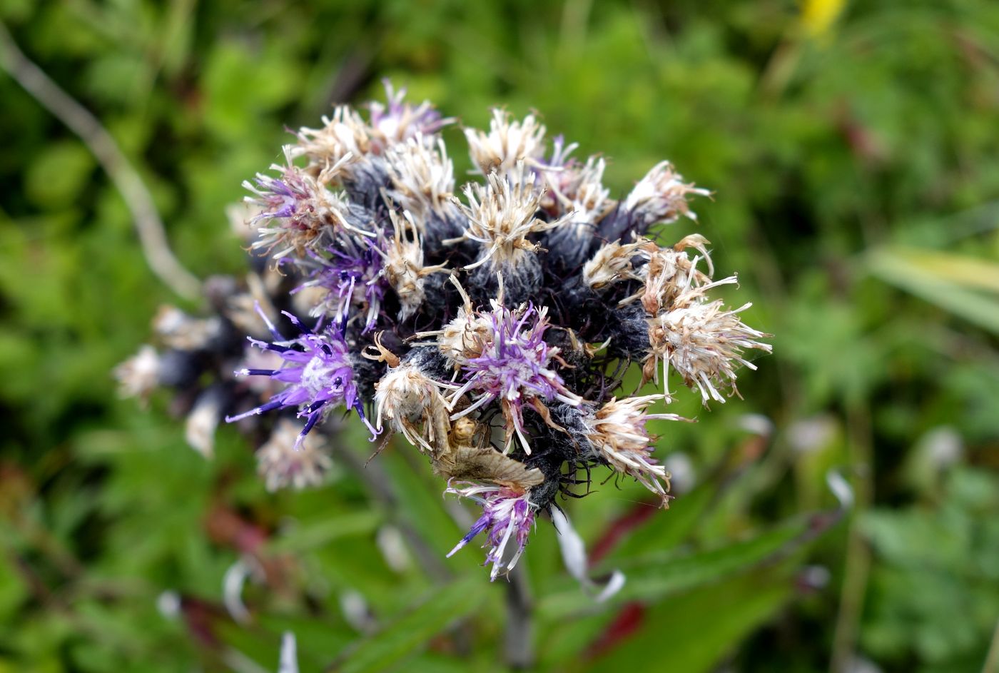 Изображение особи Saussurea pseudotilesii.