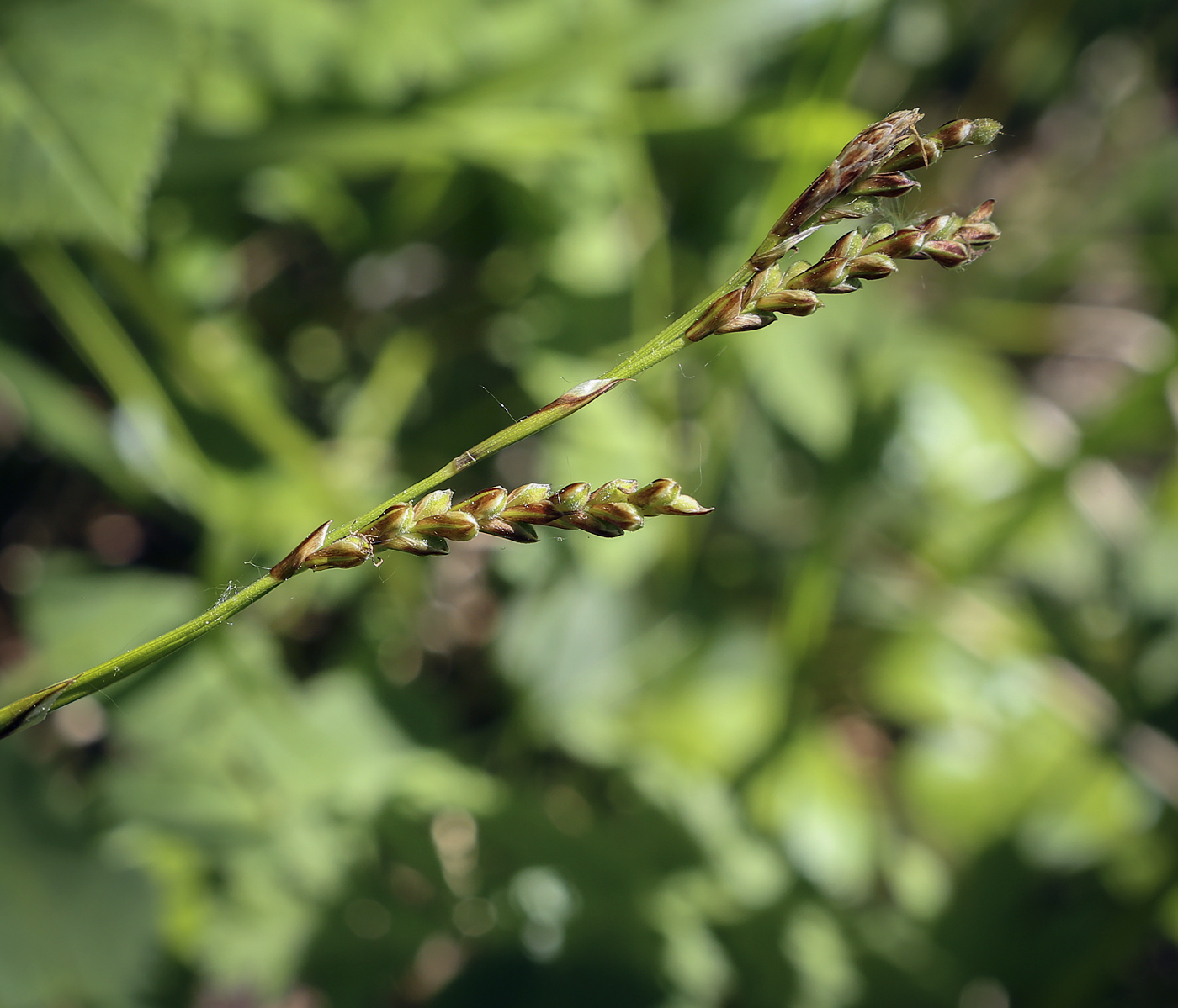 Изображение особи Carex digitata.