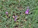 Astragalus angarensis subspecies ozjorensis. Цветущее растение. Иркутская обл., Усть-Ордынский р-н, окр. пгт Усть-Орда, долина р. Куда, луг. 19.06.2022.