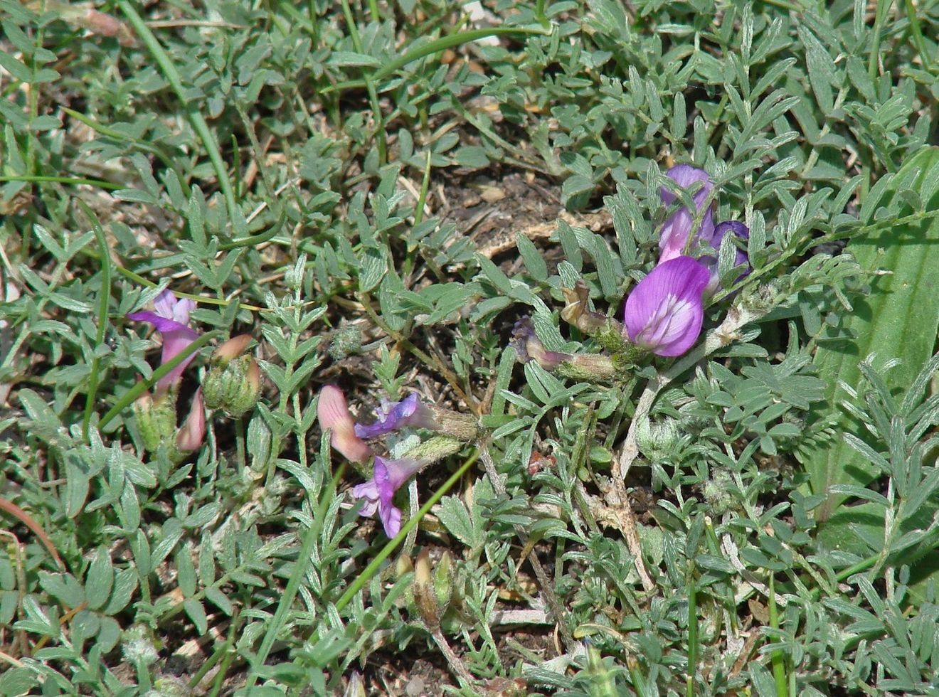 Image of Astragalus angarensis ssp. ozjorensis specimen.