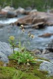 genus Hieracium. Плодоносящие растения на моховой дернинке на скале. Мурманская обл., Кольский р-н, долина р. Юринга ниже моста по дороге на Рыбачий п-ов, пойма, скальный выход на берегу реки. 02.08.2022.