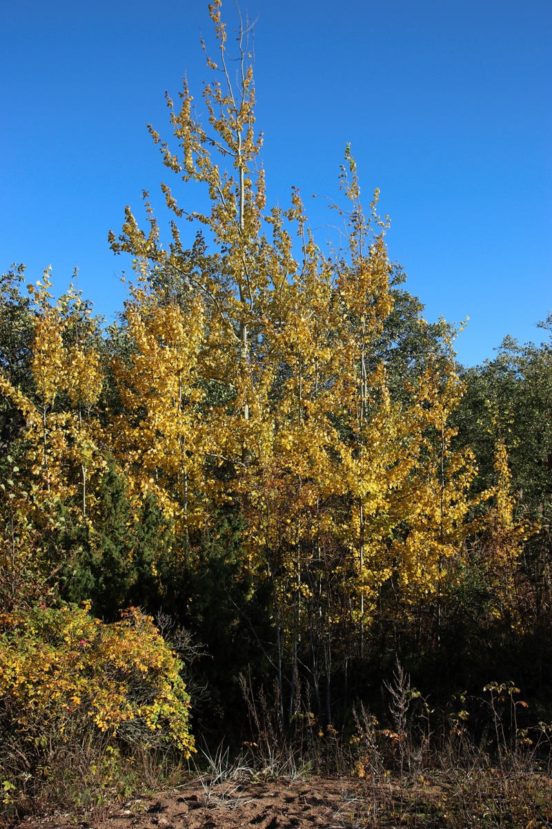 Изображение особи Populus tremula.