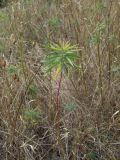 Euphorbia virgata