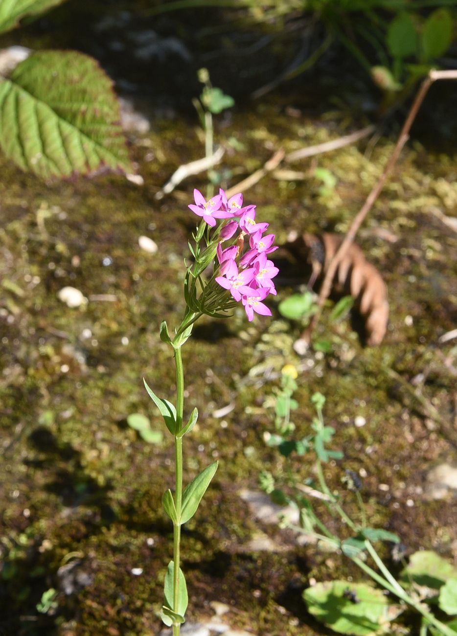 Image of Centaurium erythraea ssp. turcicum specimen.