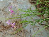 Polygala major. Верхние части цветущих растений. Краснодарский край, окр. г. Сочи, ур. Орлиные скалы, выход осадочных пород, обочина туристической тропы. 17.07.2019.