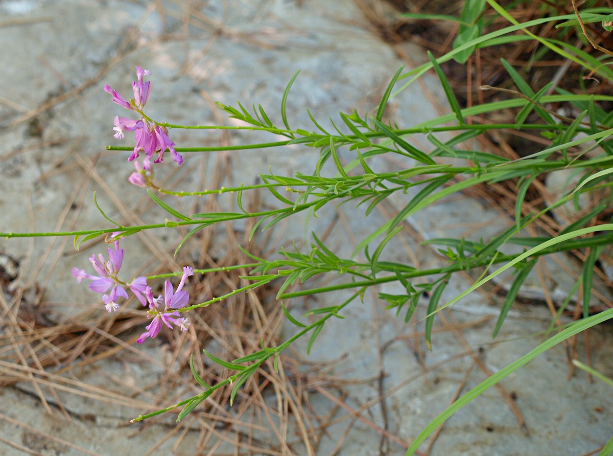 Image of Polygala major specimen.