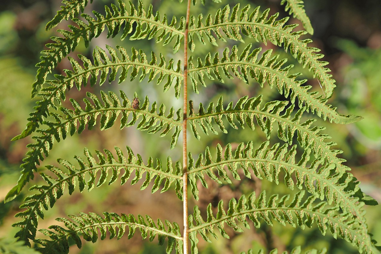 Image of Thelypteris palustris specimen.