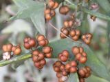 Colletia paradoxa. Соплодия. Южный Берег Крыма, Никитский ботанический сад. 13.10.2010.