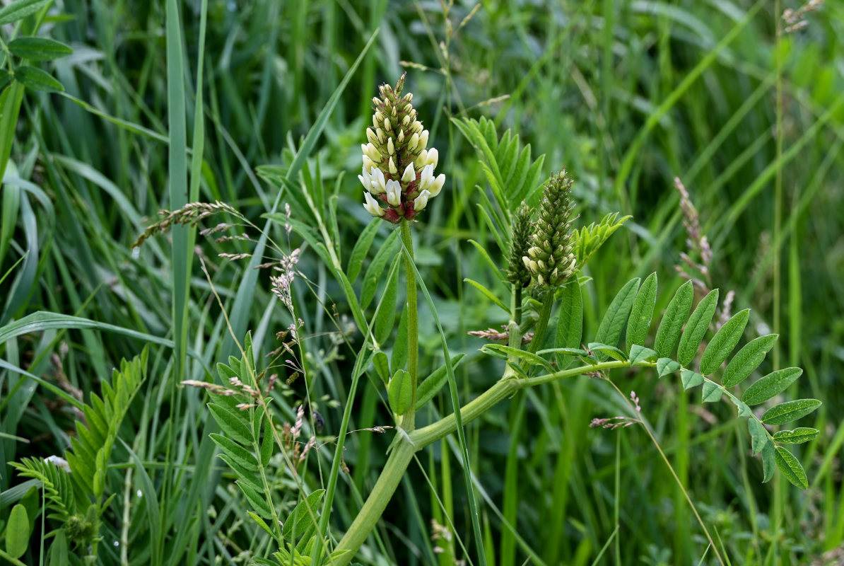 Изображение особи Astragalus cicer.