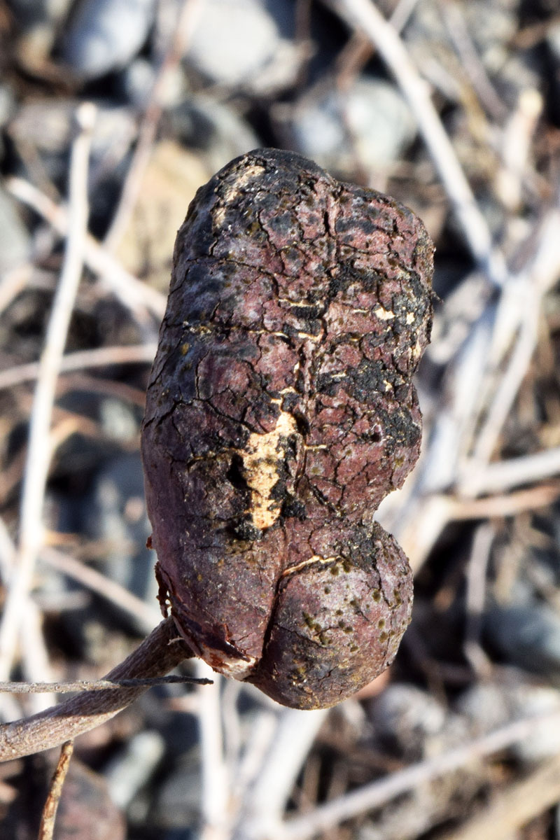 Изображение особи Lagonychium farctum.