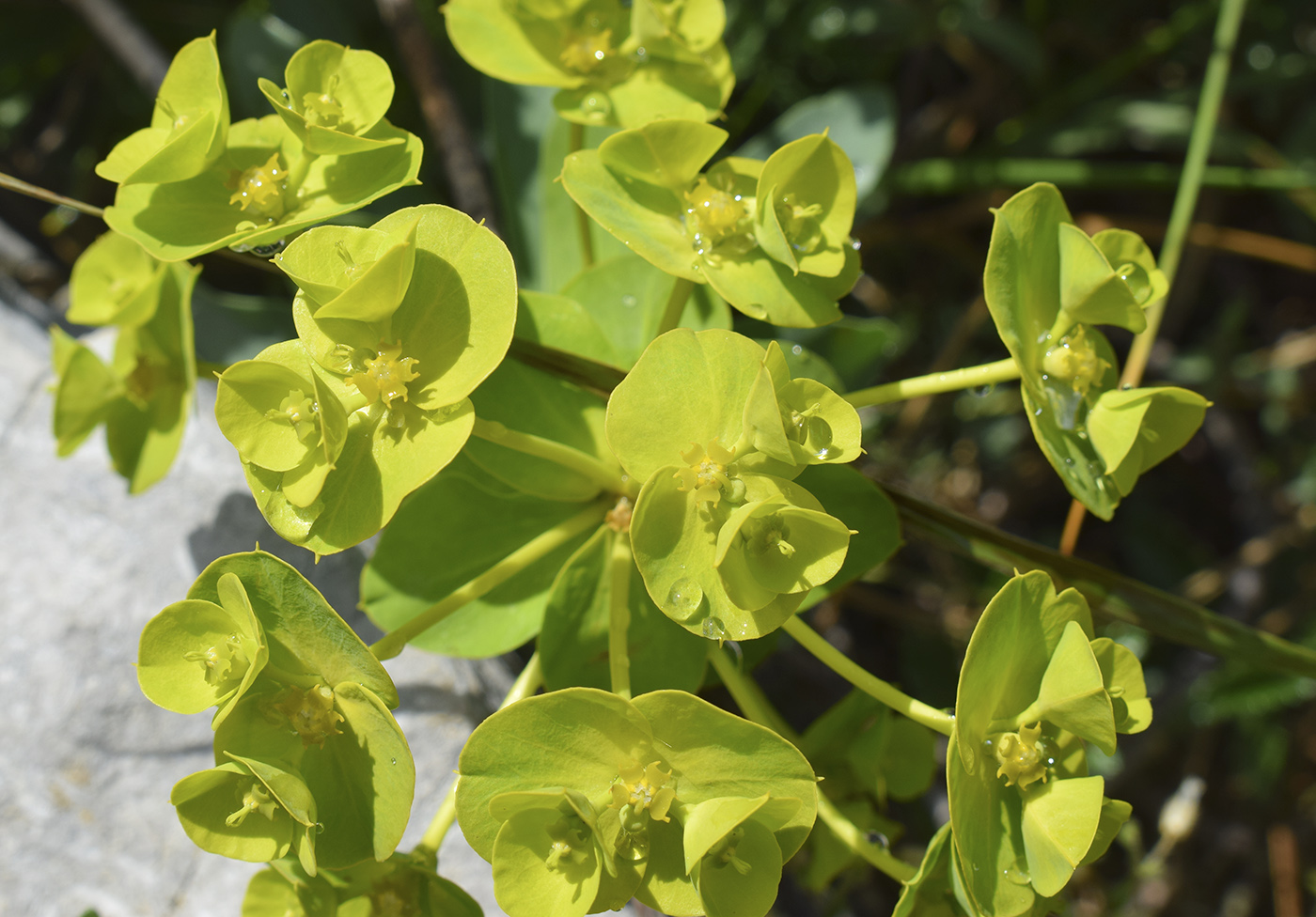 Изображение особи Euphorbia nicaeensis.