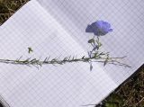 genus Linum. Сорванное цветущее растение. Кабардино-Балкария, Эльбрусский р-н, окраина с. Кёнделен, памятник \"Скорбящий Горец\", остепнённый луг. 24 июля 2022 г.