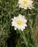 Anemone sylvestris