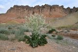 Crambe schugnana. Цветущее растение. Таджикистан, Согдийская обл., Исфара, глинисто-каменистое дно долины. 1 мая 2023 г.