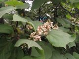 Catalpa ovata