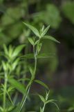 Galium boreale